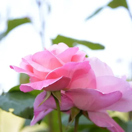 Hotel apartamentowy Amalia